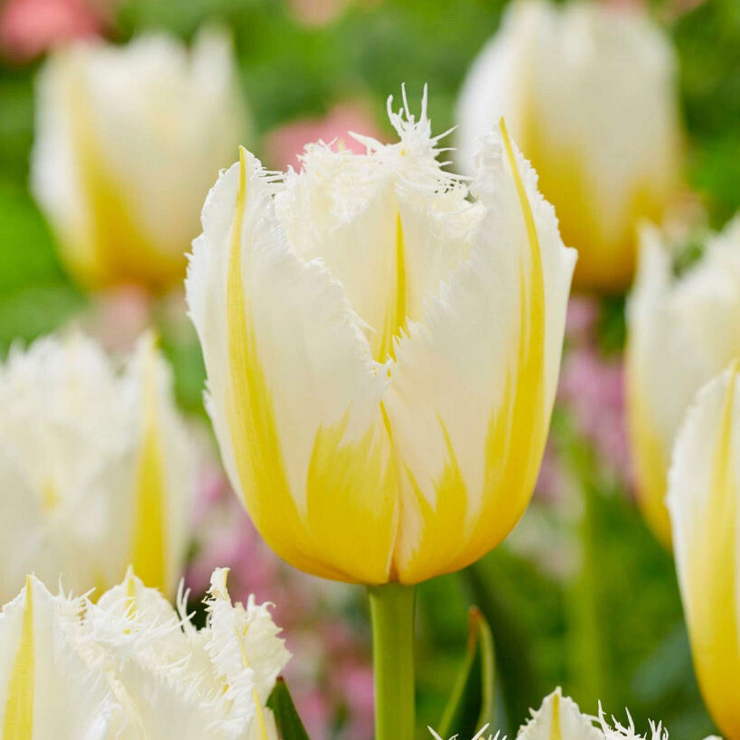 Tulppaani 'Lemon Beauty'